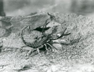 Skorpion w londyńskim zoo w 1929 roku (zdjęcie czarno-białe) autorstwa Frederick William Bond