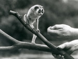 Smukły loris stojący na gałęzi trzymanej przez dozorcę, londyńskie zoo, sierpień 1926 autorstwa Frederick William Bond