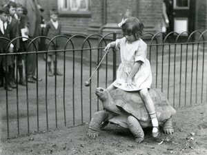 Mała dziewczynka Betty wyciąga kij z jabłkiem na końcu, by prowadzić żółwia olbrzymiego, na którym jeździ, londyńskie zoo, 1924 autorstwa Frederick William Bond