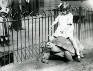 Mała dziewczynka Betty wyciąga kij z jabłkiem na końcu, by prowadzić żółwia olbrzymiego, na którym jeździ, londyńskie zoo, 1924 autorstwa Frederick William Bond