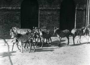 Małe stado Chapmans Zebra w londyńskim zoo w 1924 r. autorstwa Frederick William Bond