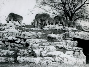 Małe stado Common Eland pasące się wśród skał na wybiegu ElandAntelope Paddock w londyńskim zoo w czerwcu 1925 r. autorstwa Frederick William Bond