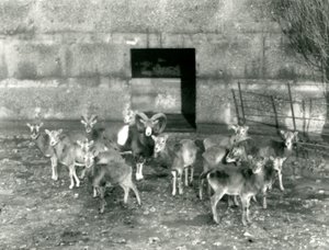 Małe stado Muflonów w londyńskim zoo w listopadzie 1926 r. autorstwa Frederick William Bond