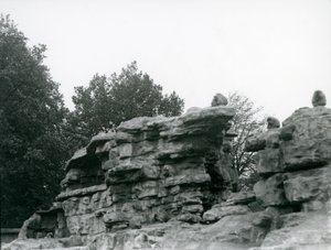Oddział świętych pawianów wśród skał na „Monkey Hill”, londyńskie zoo autorstwa Frederick William Bond