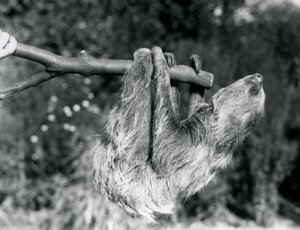 Leniwiec dwupalczasty zwisający z odciętej gałęzi, trzymany przez opiekuna w londyńskim zoo, wrzesień 1925 r. autorstwa Frederick William Bond