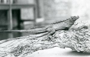 Bezbronna jaszczurka żaglowata odpoczywająca na kłodzie w londyńskim zoo w 1928 r. (zdjęcie czarno-białe) autorstwa Frederick William Bond