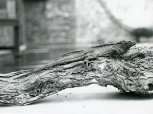 Bezbronna jaszczurka żaglowata spoczywająca na kłodzie w londyńskim zoo w 1928 r. (zdjęcie czarno-białe) autorstwa Frederick William Bond