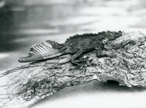 Bezbronna jaszczurka żaglowata, z uszkodzonym ogonem, spoczywająca na kłodzie w londyńskim zoo w 1929 r. (zdjęcie czarno-białe) autorstwa Frederick William Bond