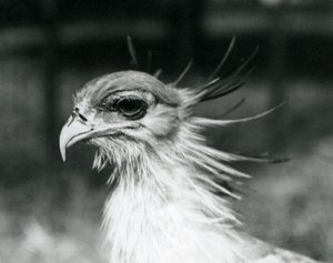 Bezbronny Secretary Bird lub Secretarybird w londyńskim zoo w 1928 r. (zdjęcie czarno-białe) autorstwa Frederick William Bond