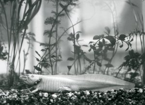 Biała aksolotl / meksykańska salamandra spoczywająca na żwirze na dnie zbiornika w londyńskim zoo w 1928 r. (zdjęcie czarno-białe)