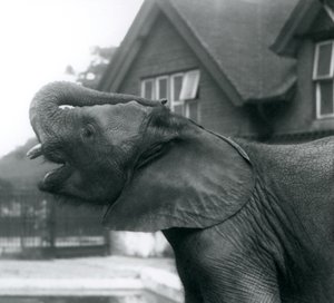 Młody słoń afrykański z trąbą uniesioną do czoła, londyńskie zoo, sierpień 1925 r.