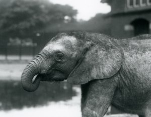 Młody słoń afrykański z końcem trąby w pysku, londyńskie zoo, sierpień 1925 r. autorstwa Frederick William Bond