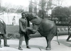 Młody afrykański słoń karłowaty stoi na tylnych łapach, aby objąć swojego afrykańskiego trenera, podczas gdy opiekun patrzy na londyńskie zoo, lipiec 1925 autorstwa Frederick William Bond
