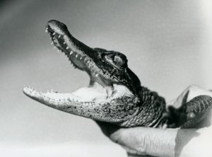 Młody aligator trzymany na szyi przez opiekuna, Londyńskie Zoo, sierpień 1928 (zdjęcie czarno-białe) autorstwa Frederick William Bond