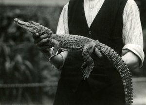 Młody aligator amerykański trzymany przez swojego opiekuna, londyńskie zoo, 1924 autorstwa Frederick William Bond