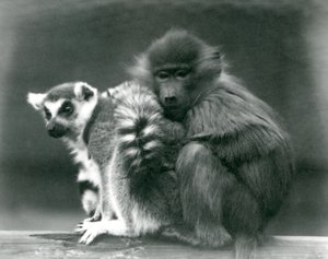 Młody pawian przytula się do lemura katta na belce, londyńskie zoo, 1925 autorstwa Frederick William Bond
