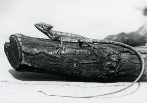 Młoda jaszczurka bazyliszka odpoczywająca na kłodzie w londyńskim zoo w sierpniu 1928 r. (zdjęcie czarno-białe) autorstwa Frederick William Bond
