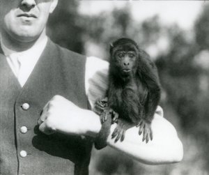 Młody Black Howler Monkey siedzi na ramieniu mężczyzny z chwytnym ogonem owiniętym wokół nadgarstka, Londyńskie zoo, 1923 (fot. bw) autorstwa Frederick William Bond