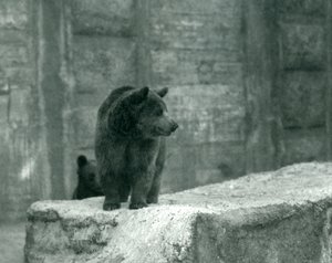 Młody niedźwiedź brunatny w londyńskim zoo, czerwiec 1914 r. autorstwa Frederick William Bond