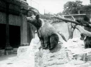 Młody niedźwiedź brunatny siedzący na skale na pierwszym planie, drugi idzie za nim, a trzeci śpi na gałęzi, londyńskie zoo, sierpień 1913 r. autorstwa Frederick William Bond