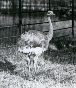 Młode nandu Darwina / Małego Nandu stojącego na trawie, obok ogrodzenia swojego wybiegu, londyńskie zoo autorstwa Frederick William Bond