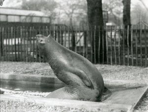 Młoda słoń słonia sięgająca wstecz, londyńskie zoo autorstwa Frederick William Bond