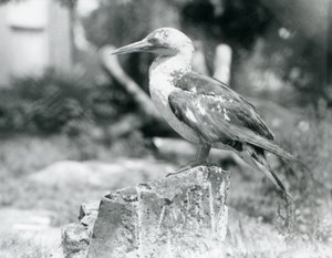 Młody głuptak stojący na pniu w londyńskim zoo w 1929 roku (zdjęcie czarno-białe) autorstwa Frederick William Bond