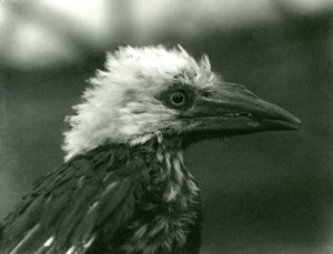 Młody dzioborożec w londyńskim zoo, 1924 autorstwa Frederick William Bond