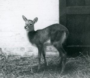 Młody Lechwe stojący na sianie, londyńskie zoo, styczeń 1926 autorstwa Frederick William Bond