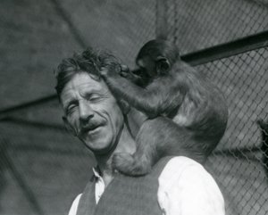 Młoda małpa pielęgnująca włosy Flewina, Londyńskie Zoo 1928 (zdjęcie czarno-białe) autorstwa Frederick William Bond