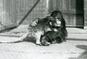 Młody orangutan przytula drzewnego kangura w londyńskim zoo w 1927 roku (zdjęcie czarno-białe) autorstwa Frederick William Bond