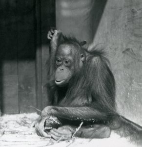 Młody orangutan siedzący w swoim wybiegu w londyńskim zoo, październik 1925 r. autorstwa Frederick William Bond