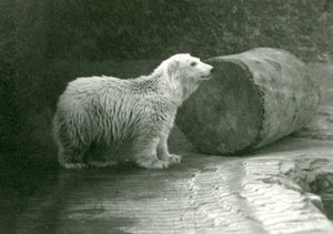 Młody niedźwiedź polarny w londyńskim zoo w listopadzie 1924 r. autorstwa Frederick William Bond