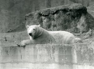 Młody niedźwiedź polarny spoczywa na skalnej półce w swoim wybiegu w londyńskim zoo w 1927 r. autorstwa Frederick William Bond