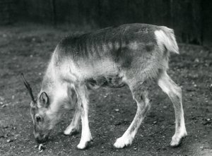 Młody renifer w londyńskim zoo, 1925 autorstwa Frederick William Bond