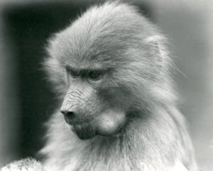 Młody święty pawian z pełną torebką policzkową, londyńskie zoo, 1925 autorstwa Frederick William Bond
