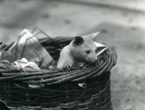 Młody albinos Opossum wyglądający z kosza w londyńskim zoo, październik 1920 r. autorstwa Frederick William Bond