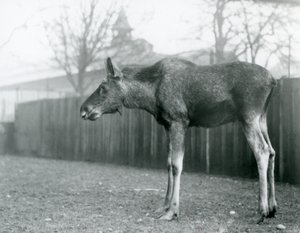 Młody byk Łoś/Łoś, z ranami niedawno zrzuconych poroży, stojący na swoim padoku w londyńskim zoo (zdjęcie czarno-białe) autorstwa Frederick William Bond