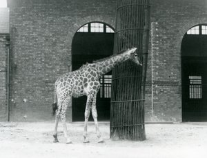 Młoda żyrafa samica stojąca przed drzewem, na wybiegu przed Giraffe House, londyńskie zoo autorstwa Frederick William Bond
