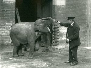 Młoda samica słonia indyjskiego z opiekunem H. Robertsonem, londyńskie zoo, 22 lutego 1922 r. autorstwa Frederick William Bond