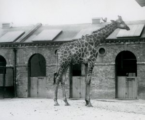 Młody samiec żyrafy stojący na swoim padoku przed domem żyraf w londyńskim zoo autorstwa Frederick William Bond