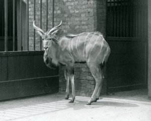 Młody samiec Greater Kudu stojący na swoim wybiegu w londyńskim zoo w 1929 roku (zdjęcie czarno-białe) autorstwa Frederick William Bond