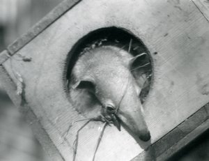 Młoda tamandua wygląda z budki lęgowej, londyńskie zoo, kwiecień 1925 autorstwa Frederick William Bond