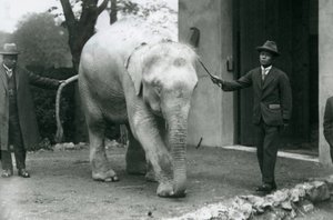 AlbinoWhite Birmese Elephant Pawah z opiekunami, w tym dr Saw Po Min, londyńskie zoo, maj 1926 autorstwa Frederick William Bond