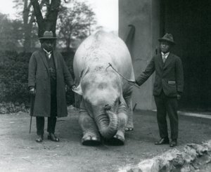 AlbinoWhite Elephant Pawah z dr Saw Po Min i synem, londyńskie zoo, maj 1926 autorstwa Frederick William Bond