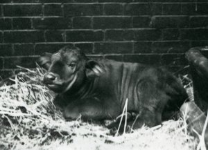 Cielę African Cape Buffalo, urodzone w menażerii 8 lutego 1927, leżące w słomie, londyńskie zoo, luty 1927 autorstwa Frederick William Bond