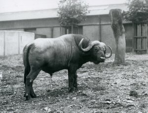 Bawół afrykański, czyli Cape Buffalo, stojący na swoim padoku w londyńskim zoo, 1927 autorstwa Frederick William Bond