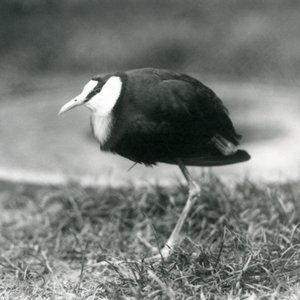 Afrykańska żakana stojąca na trawie w londyńskim zoo, sierpień 1927 r. autorstwa Frederick William Bond