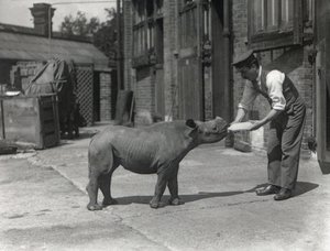 Nosorożec afrykański, Kathlene, i opiekun Harry Warryck w ZSL London Zoo, wrzesień 1928 r. autorstwa Frederick William Bond