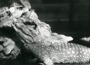 Aligator amerykański odpoczywający w basenie, spoglądający na skały z boku basenu, londyńskie zoo autorstwa Frederick William Bond